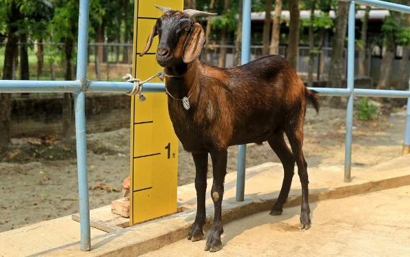 Goat wether (খাসি)